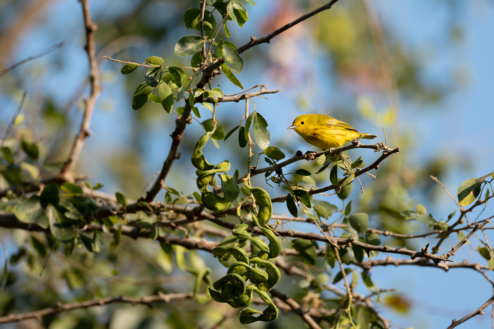 Discover the Beauty of San Antonio Bird Watching