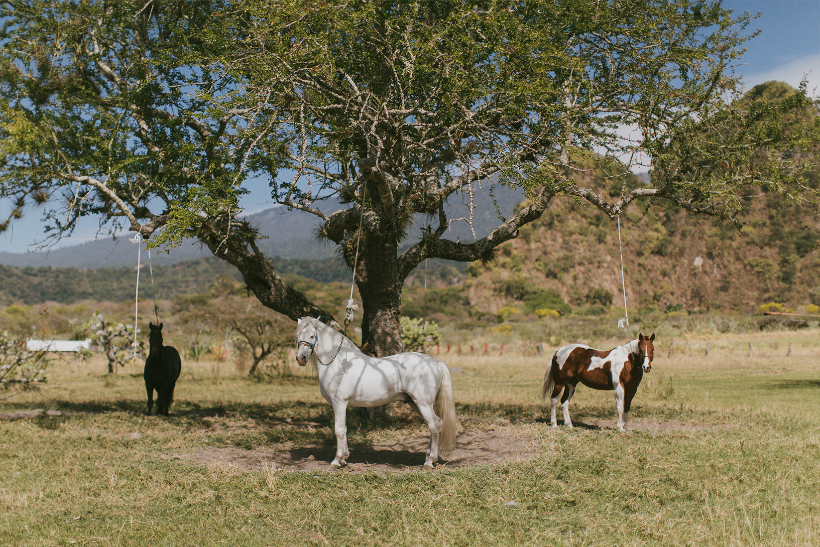 Horseback Riding - Hacienda De San Antonio
